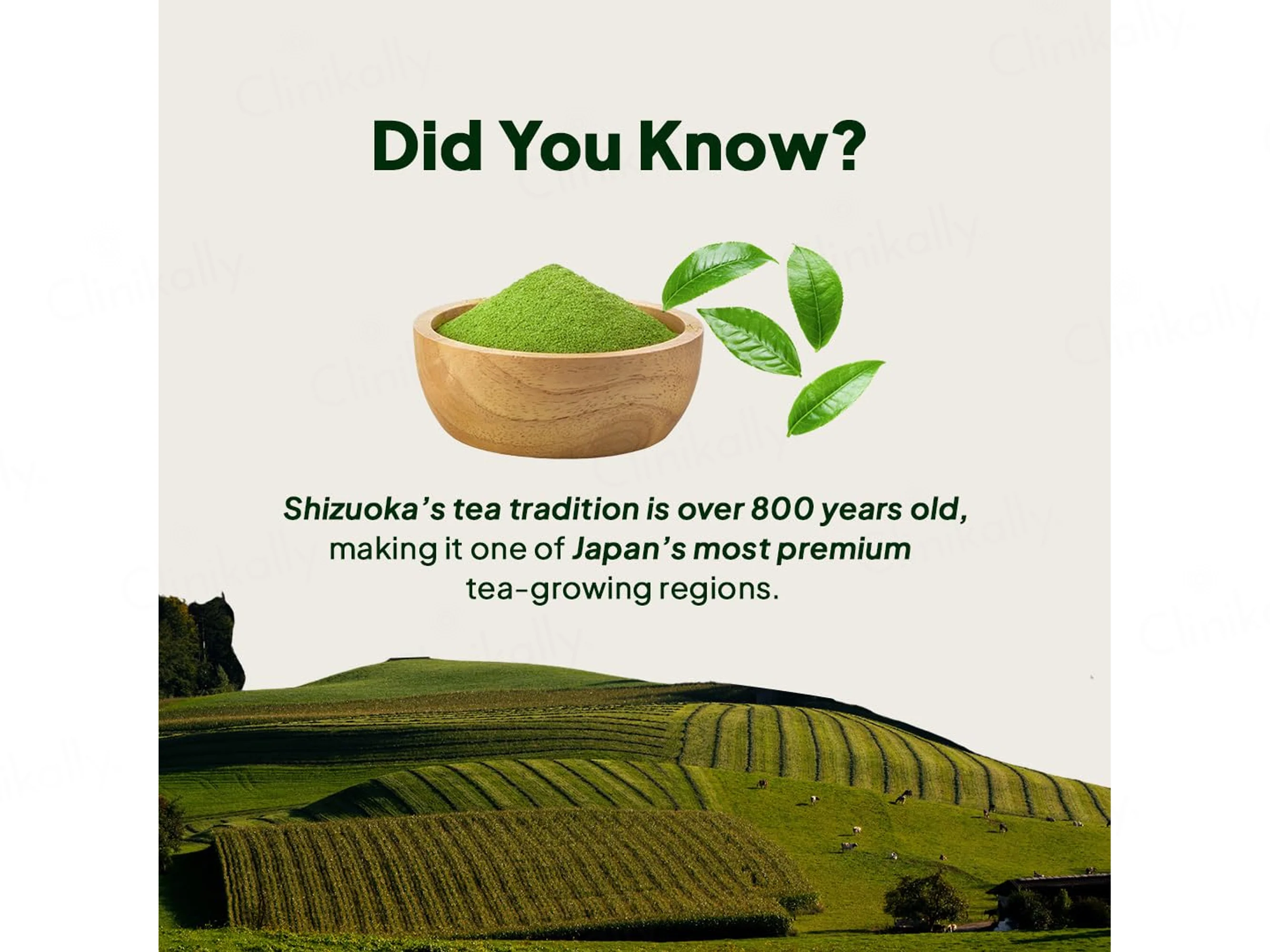Miduty Matcha Tea Nutraceutical Powder - Image 9